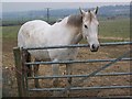 Pony near Catton Hall