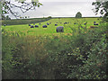 Plastic covered bales, near Langar, Nottinghamshire