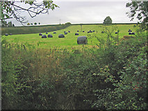 SK7235 : Plastic covered bales, near Langar, Nottinghamshire by Kate Jewell