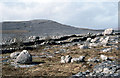 R3396 : Rockforest, eastern Burren. by Dr Charles Nelson