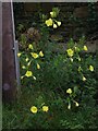 Common Evening Primrose