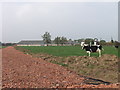 New access road at Cloy Hall Dairy