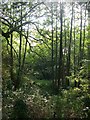 Copse, Chancellors Lane