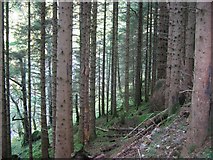 NN1789 : Spruce plantation. Glen Chia-aig by Richard Webb