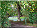 Pond, near Lloyts Farm