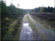 NH5987 : Forestry Road by Donald H Bain