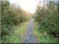 Forest path in Mynydd Mawr Woodland Park