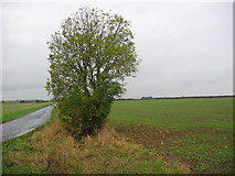 TA1643 : Farmland near Little Hatfield by Stephen Horncastle
