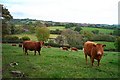 Stiniel cattle - Dartmoor