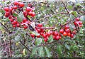 Bryony Berries