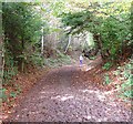 Sunken Track to the North of Tanhurst in the Surrey Hills.