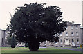 N9437 : Silken Thomas Yew, St Patrick's College, Maynooth. by Dr Charles Nelson