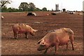 Piggery with Hinton Lodge Water Tower