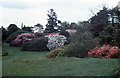 Rowallane in rhododendron season.