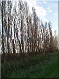 TF5107 : Italian poplars at Emneth Hungate. by Dr Charles Nelson