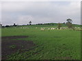 Sheep grazing at Tainant