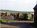 Milking time at Keigwin