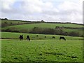 Horses near Littlehempston - South Devon