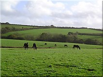 SX8263 : Horses near Littlehempston - South Devon by Richard Knights