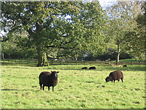 SU6646 : The Black Sheep of Herriard by Simon and Alison Downham