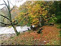 Billy Bank Wood, River Swale