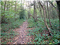 TQ4659 : Footpath through Birches Croft, Knockholt TN14 by Philip Talmage
