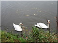 J3470 : Swans on the Lagan by Brian Shaw