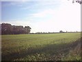 TM3667 : Sibton Arable Field in November by Geographer