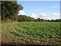 Field beside Gravelly Bottom Road