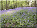 Greathouse Hanger in Spring