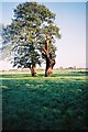 SU8772 : Tree, stump and farmland, Warfield by Andrew Smith