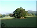 Trees in the shadow of Guisborough Forest