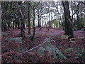 SU5512 : Birch woodland by Hugh Venables