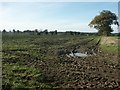 Sugar beet harvest, Wramplingham