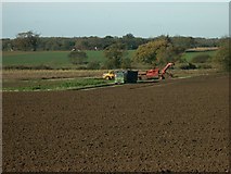 TG1003 : Sugar beet harvest, near Wymondham by Katy Walters