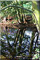 Pond near Wyville