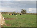 SJ3952 : Cattle grazing by Ridley Wood by John Haynes
