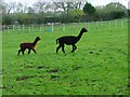 Alpacas in a Paddock at Scaling