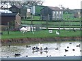 Duck Pond, With Rhea, Moor House Farm