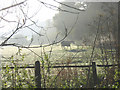 Horses in the early morning mist