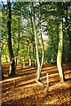 Beech wood near Burchett