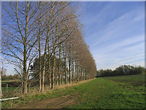 TL5407 : Poplar Trees near Moreton, Essex by John Winfield