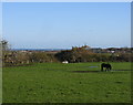 Field behind High Farm