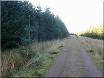 NT1954 : Road, Deepsyke Forest. by Richard Webb