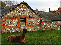 SU6462 : Manor Farm: Calleva near Silchester by Pam Brophy