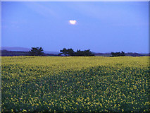 SX5348 : Rape fields by moonlight, Warren Lane by Gwyn Jones