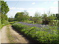 Bluebells in Alderholt Park