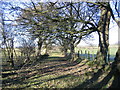 Country lane in farmland.