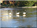 Ducks go ice skating on Rylstone village pond