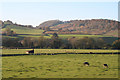 Bickleigh: Exe valley below Bickleigh Bridge